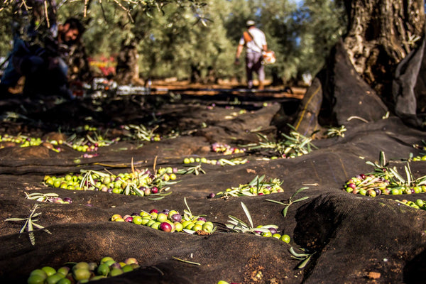 Hvad er den bedste olivenolie? Komplet guide til typer og kvaliteter - Olivo